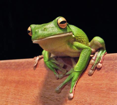 Frog Ringtone