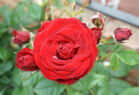 Spanish Rose Ringtone
