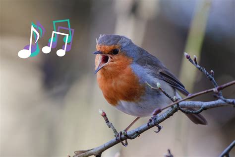Birds Singing Ringtone