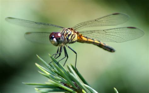 Dragonfly Ringtone