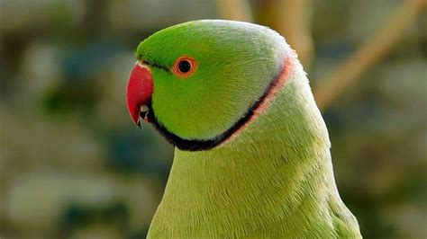 Birds Sounds Parrots