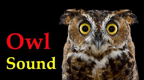 Owl Sound at Night