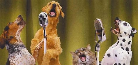 Cat Dog Singing Ringtone