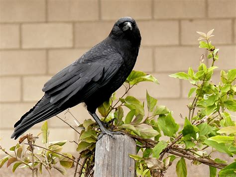 Crow Ringtone