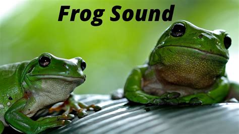 Frog Sound Ringtone