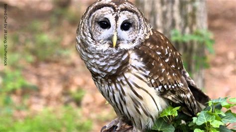 Barred Owl Call Ringtone
