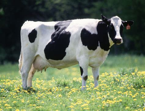 Cow Ringtone