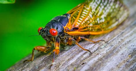 Cicada Ringtone