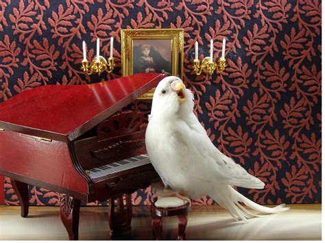 Love Piano Bird Ringtone