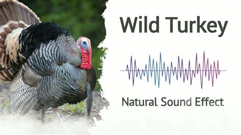 Wild Turkey Sound