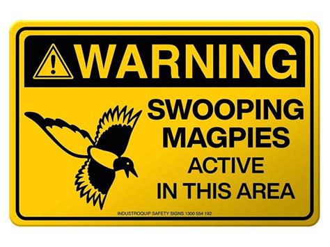 Magpie Warning Call Ringtone