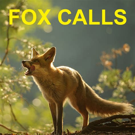 Fox Calls