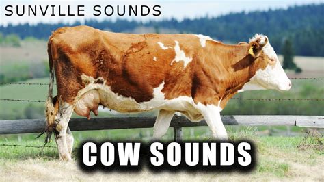 Cow Sound
