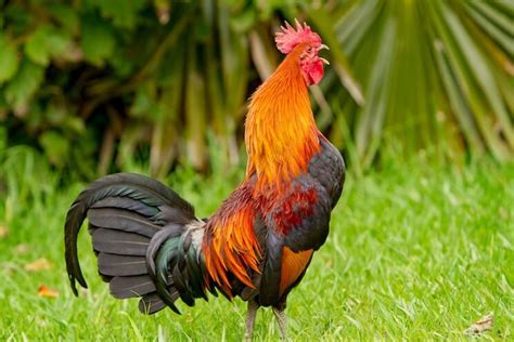 Rooster Crow