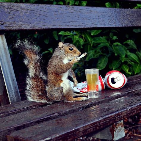Drunk Squirrel Ringtone