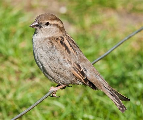 House Sparrow Ringtone