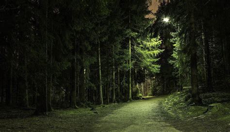 Night Forest Ringtone