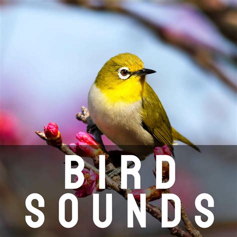 Bird Sound Ringtone