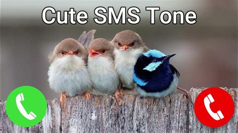 Birds SMS Ringtone