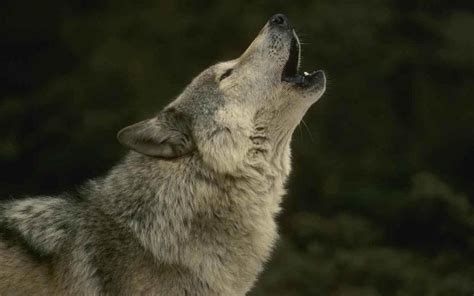 Wolf Howling Ringtone