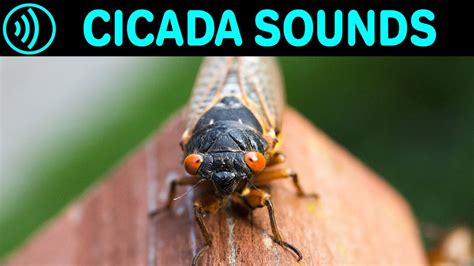 Cicadas Sound