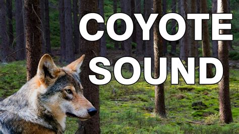 Coyote Howl Sound
