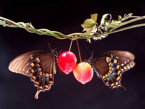 Butterflies in Love Ringtone