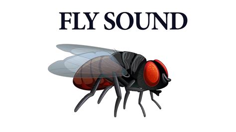 Fly Noise Sound