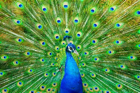 Peacock Bird Ringtone