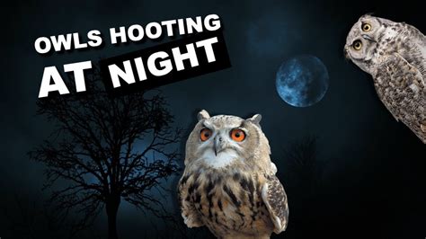 Owl Hooting At Night Ringtone