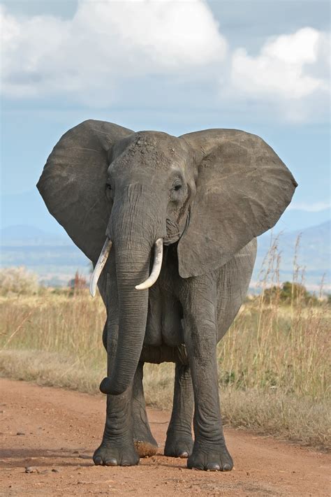 Elephant Ringtone