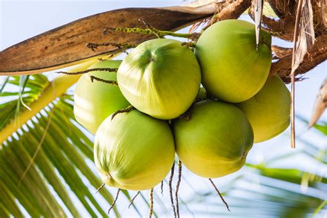 Coconut Ringtone