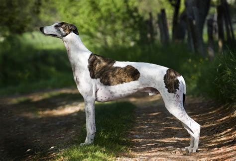 Greyhound Ringtone