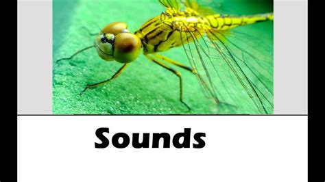 Insect Sounds Ringtone