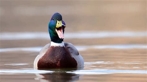 Duck Quack Ringtone