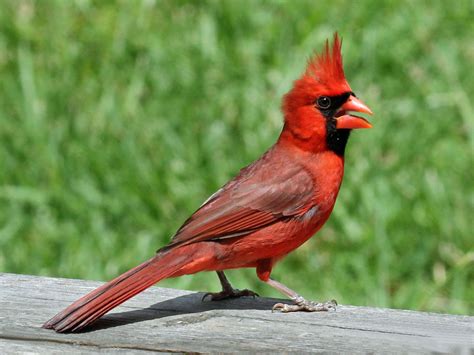 Cardinal Ringtone