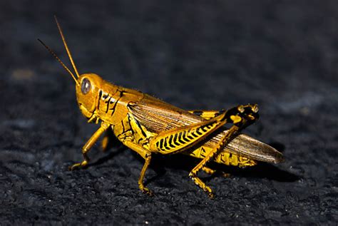 Locust Ringtone