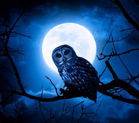 Night Owl Ringtone