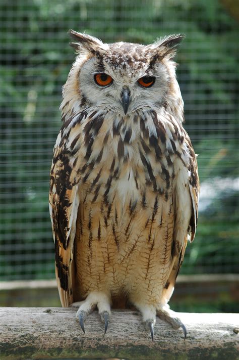 Owl Ringtone