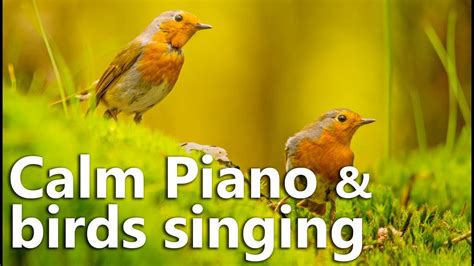 Calm Piano Melody With Birds