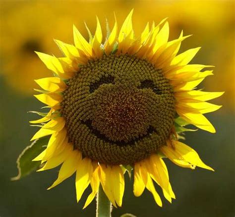 Sunflower Happiness Ringtone