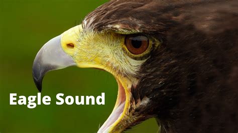 Eagle Call Sound