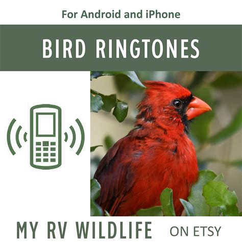 Ringtone Birds Song