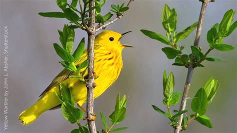 Yellow Bird Sound