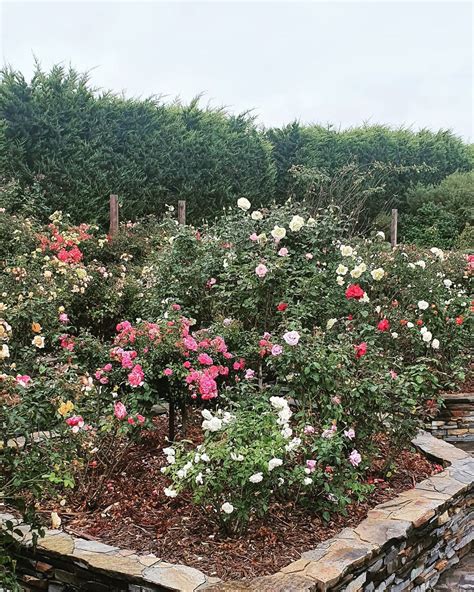Garden of Untamed Roses Ringtone