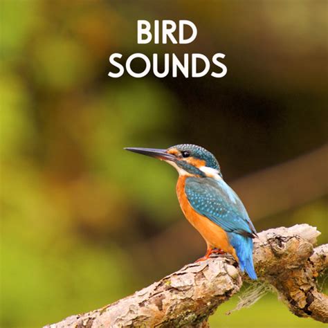 Bird Sound Message Ringtone
