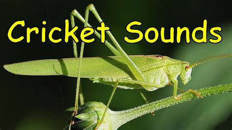 Cricket Sound Ringtone