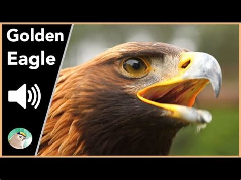 Golden Eagle Sound