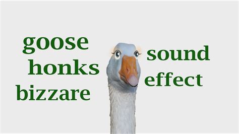 Goose Honk Sound