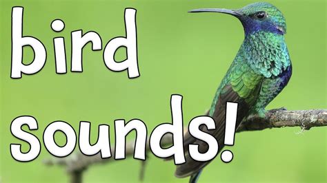 Bird Message Sound
